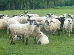 羊一天吃多少精饲料？关于养羊的养殖问题！