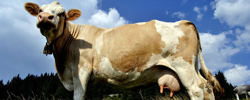 牛一天吃多少精饲料？关于养牛的养殖问题！