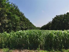 中国热科院加大橡胶林下经济示范推广，让牧草生长情况提质增效