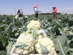 邯郸永年组织专家4万亩蔬菜提出技术指导，2000吨鲜菜保供应