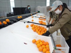南宁水果申报出口，化危为机农产品出口力促产业转型升级
