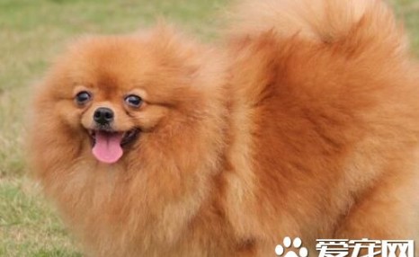 博美犬很不听话 如何训练博美犬听话