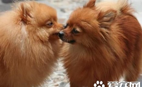 博美犬很不听话 如何训练博美犬听话