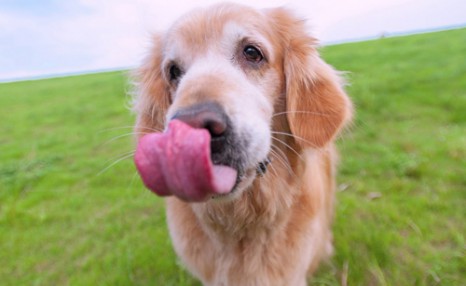 纯种金毛犬多少钱一只 不同地区金毛犬价格不同