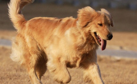 纯种金毛犬多少钱一只 不同地区金毛犬价格不同