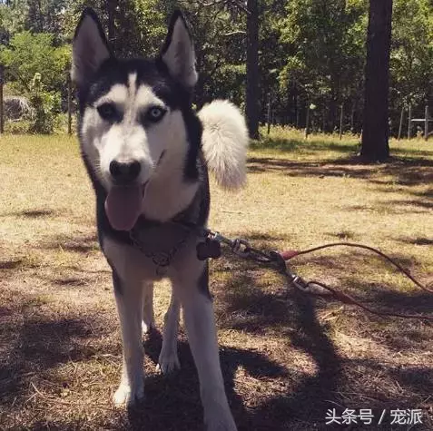 买一只哈士奇需要多少钱？这狗其实一点都不贵！