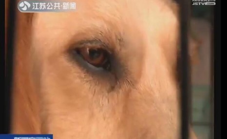 金毛猎犬标价15元一斤菜市场当“肉狗”卖 好心人花750元买下