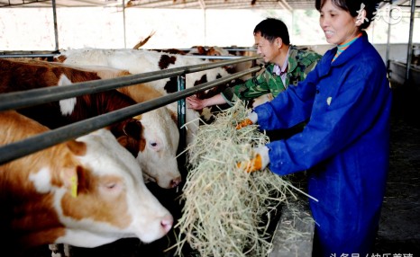 养牛技术分享：肉牛饲养的三个要点