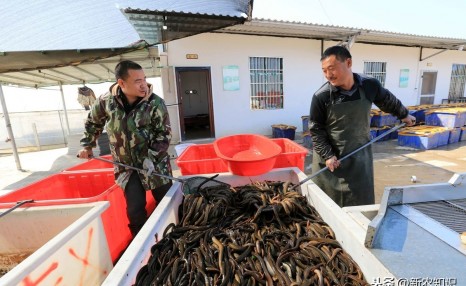 人工养殖黄鳝学问多，精准学习其养殖技术，黄鳝高产养殖技术