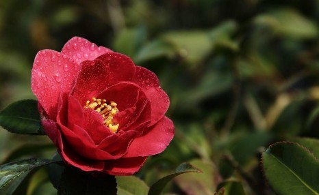 养茶花有诀窍，按照方法养，不担心掉蕾花期长