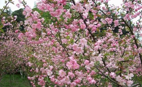 海棠花什么时候开花 怎样促使海棠花开花