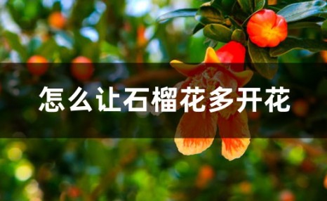 怎么让石榴花多开花