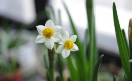 水仙花