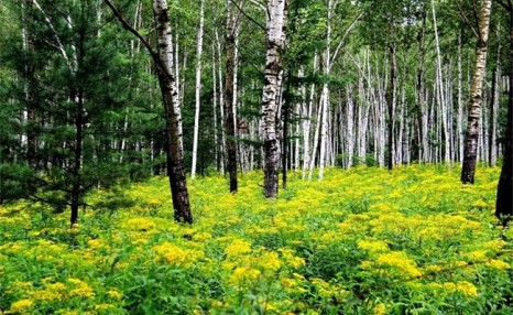 林下种植养殖什么好？4个林下种养项目推荐