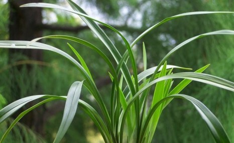 兰花怎么养才能每年都开花？做到8种养护法，兰花每年都能放花