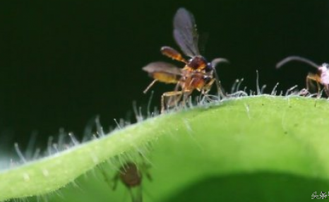 这些常见的农业害虫和益虫，你认识多少？