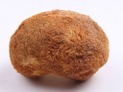 猴头菇市场价格多少钱一斤,猴头菇的挑选技巧