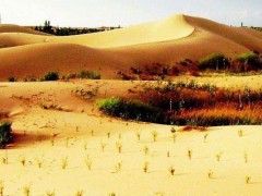 沙漠种植水稻初获成功引发关注,海水稻技术崭露