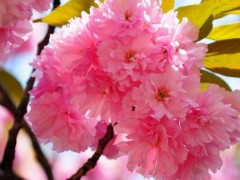 日本晚樱市场价格多少钱一棵,日本早樱和晚樱的