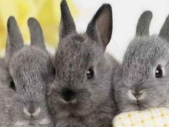 兔子多少钱一只?