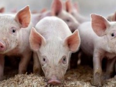 明年（2020）猪价行情怎么样?涨还是跌?