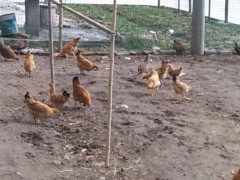 散养鸡有补贴政策吗