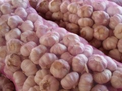 金乡大蒜价格多少钱一斤