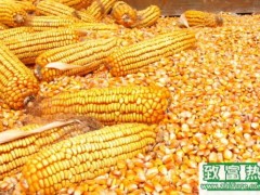 华北玉米市场竞争力沦陷,未来玉米定价权将归谁
