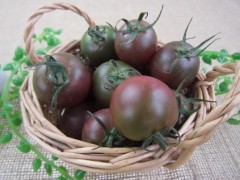 黑番茄价格多少钱一斤