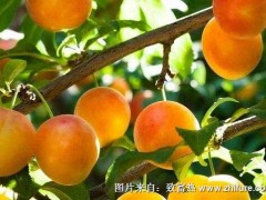 种一亩杏树能赚多少钱?种杏树的成本和利润