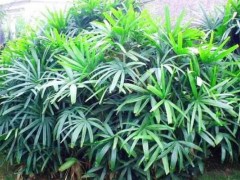 棕竹市场价格多少钱一盆,棕竹盆栽的施肥技巧