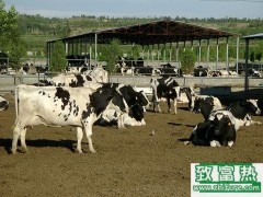 养100头奶牛能赚多少钱?养奶牛的成本和利润