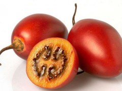 树番茄市场价格多少钱一斤