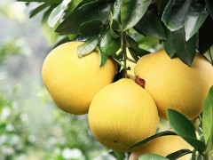 种一亩柚子能赚多少钱?种柚子的成本和利润