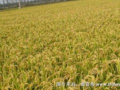种一亩水稻能赚多少钱?种水稻的成本和利润