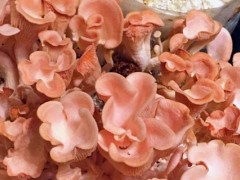 红平菇市场价格多少钱一斤,红平菇产地在哪里