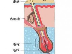 白头发拔一根长三根是真的吗?