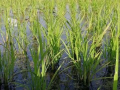 海水稻种植的条件,需在盐碱地种植