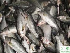 无公害养殖鲈鱼的技术
