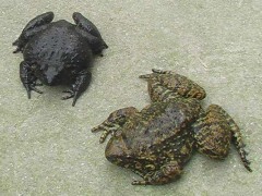 养殖石蛙蝌蚪生长初期的饲养管理经验