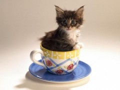 茶杯猫市场价格多少钱一只,茶杯猫寿命有多长
