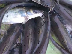 斑点叉尾鮰鱼市场价格多少钱一斤,斑点叉尾鮰鱼