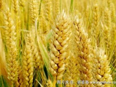 2018种小麦赚钱吗?小麦种植的利润与投资成本及前