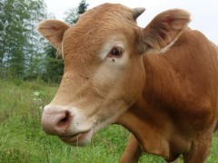 黄牛养殖技术与注意事项,黄牛配种繁殖技术