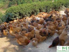 养殖土鸡主要疫病怎么防治