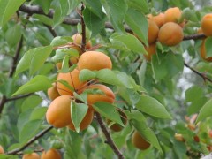 杏子怎么种植