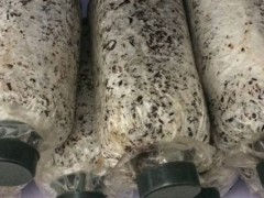 大球盖菇菌种配方,大球盖菇菌种制作周期是多久