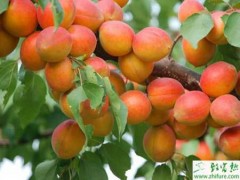 大棚杏树生长期管理和授粉的注意