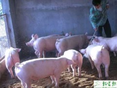 养殖猪需要掌握降耗的四种措施