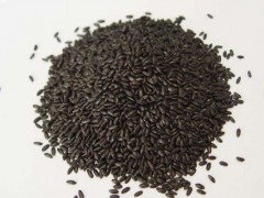 黑米种子市场价格多少钱一斤,黑米种子哪里买